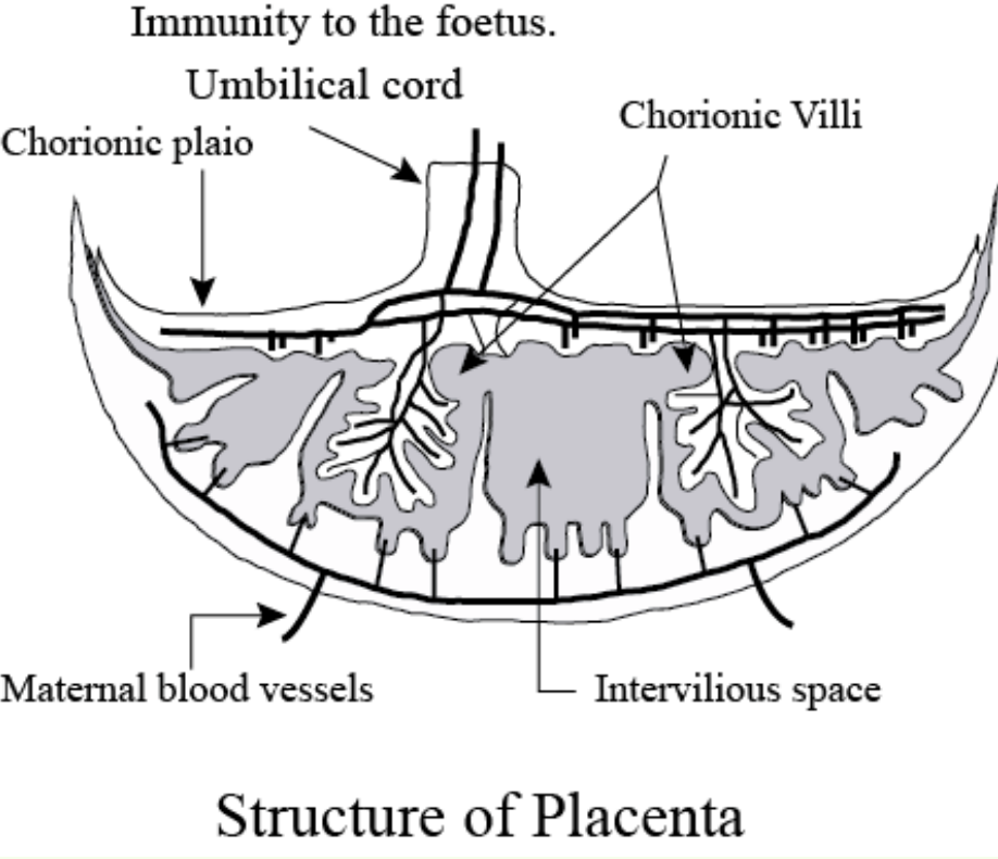 what is placenta class 12