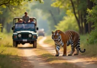 Rajasthan Tour Packages